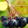 extracto de aronia